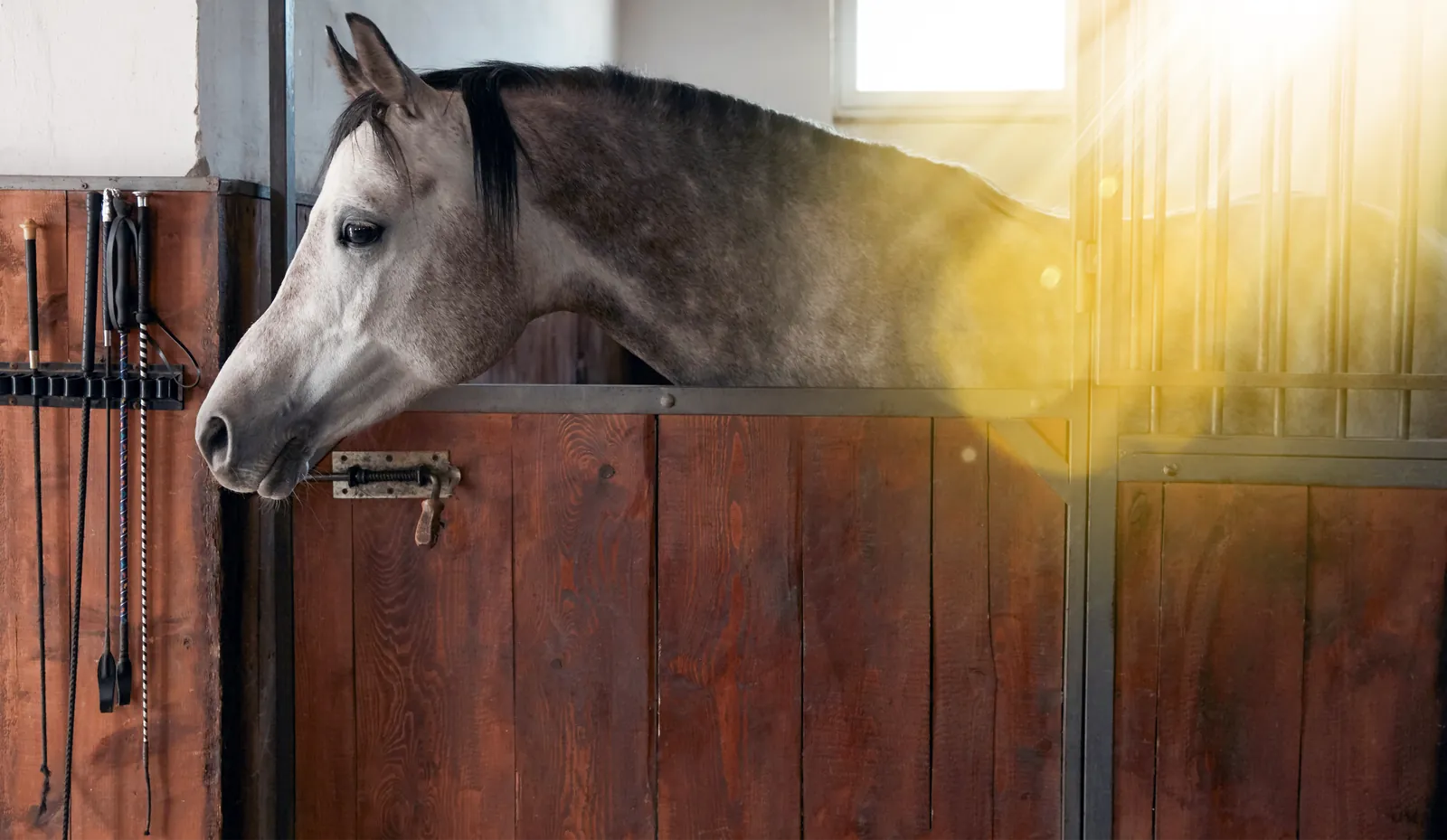 Advanced suspension in horseboxes means a smoother ride